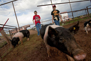 Brothers and 4-H club members, Ty, left, and Wyatt Robinson walk out their pigs late Wednesday afternoon in Bluewater. The Robinson brothers are preparing to show their animals at the Bi-County fair in early September. © 2011 Gallup Independent / Adron Gardner 